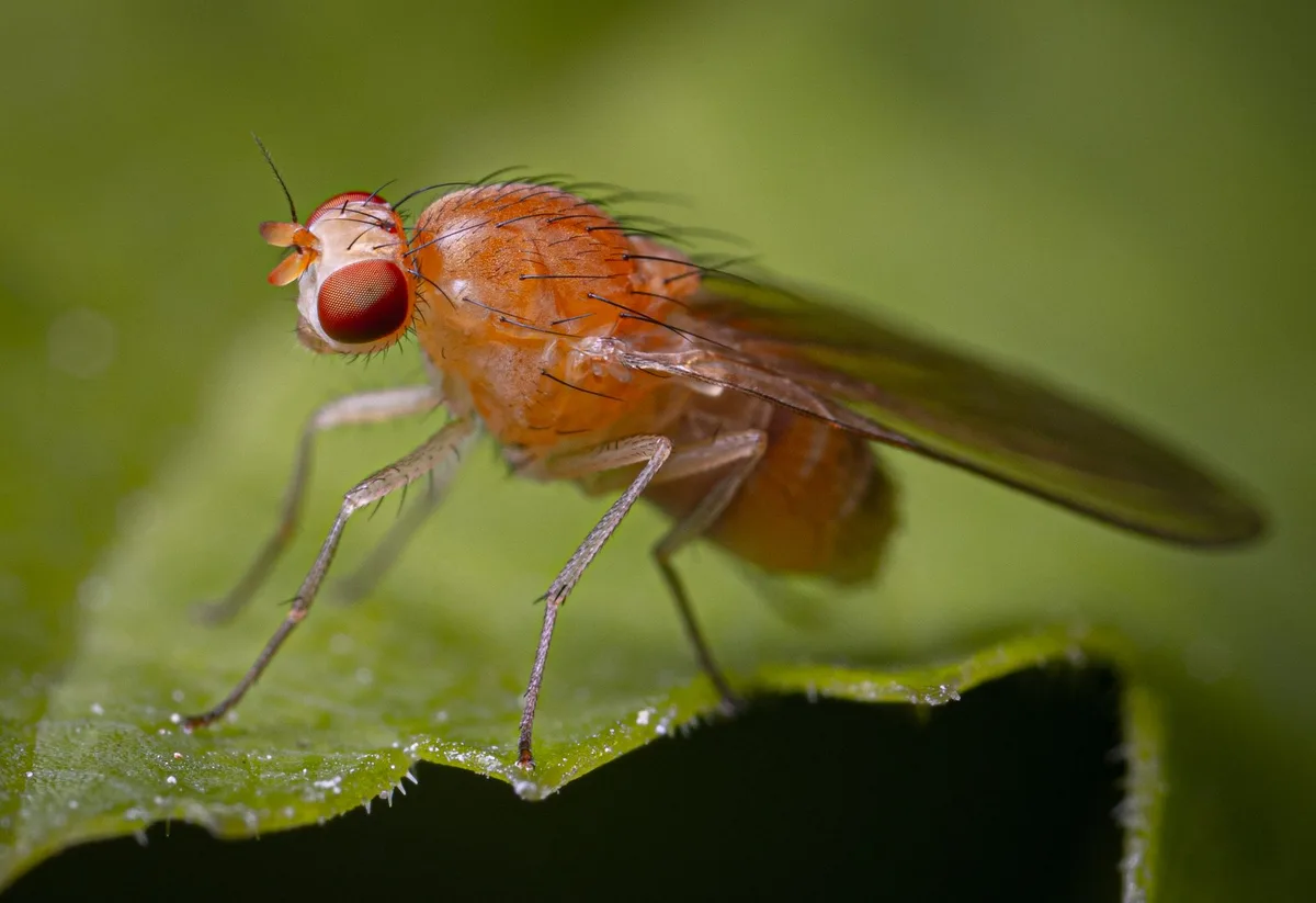 fruit fly drosophila laboratory