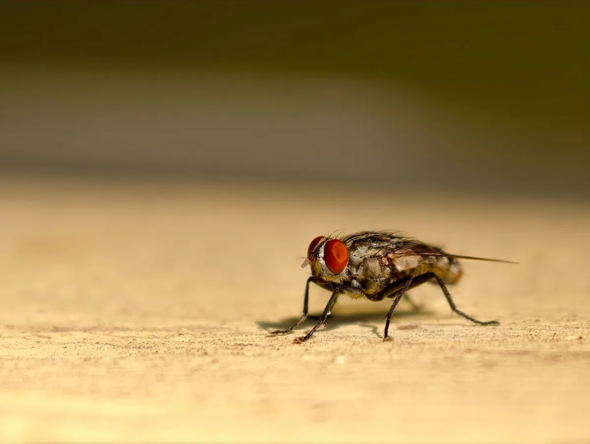 fruit fly vs housefly vs drain fly comparison