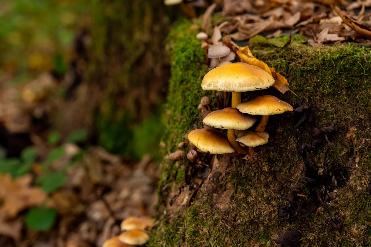 fungal lifecycle diagram