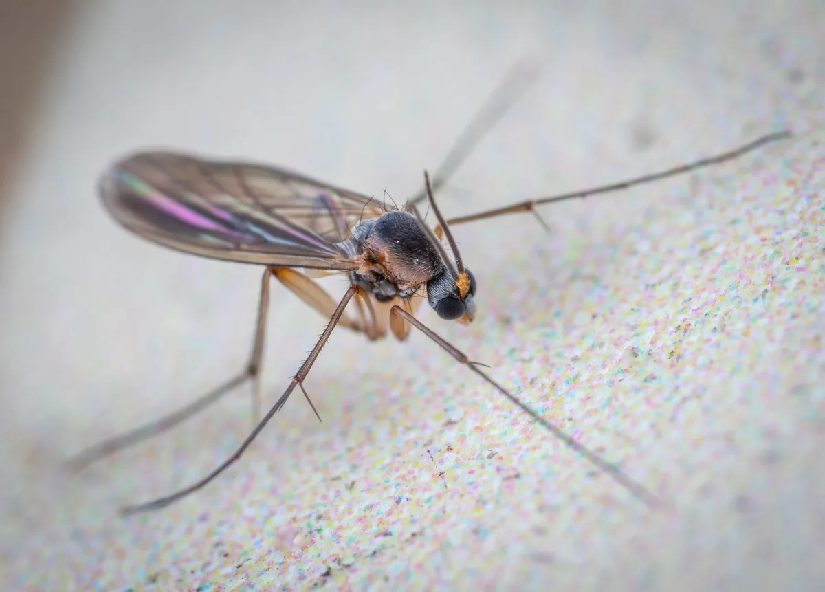 fungus gnat