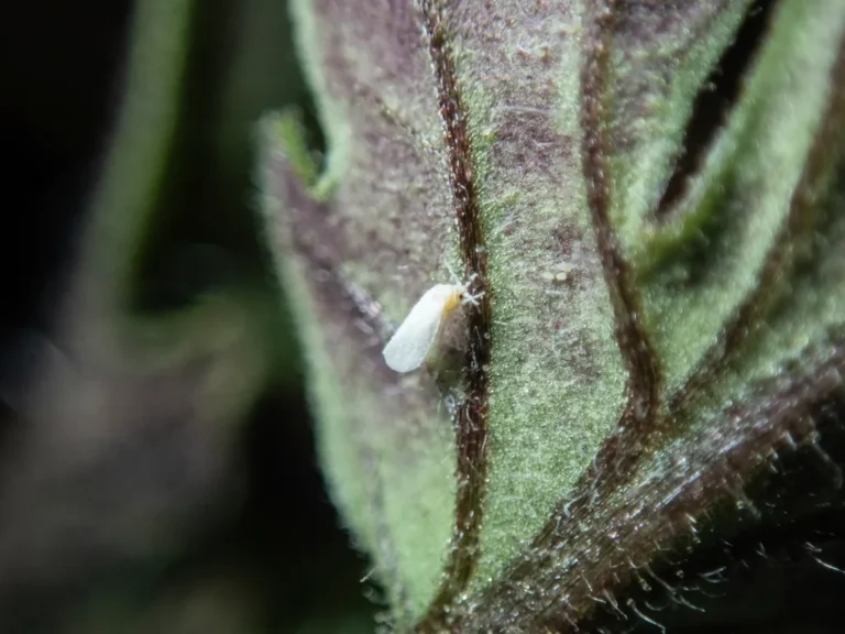 Garden pests