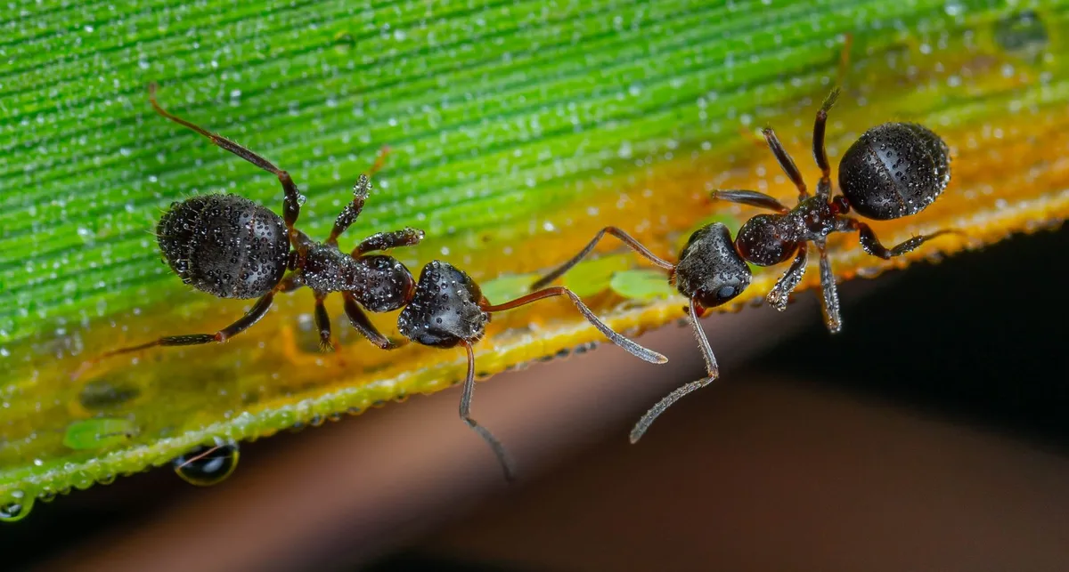 gel ant bait placement