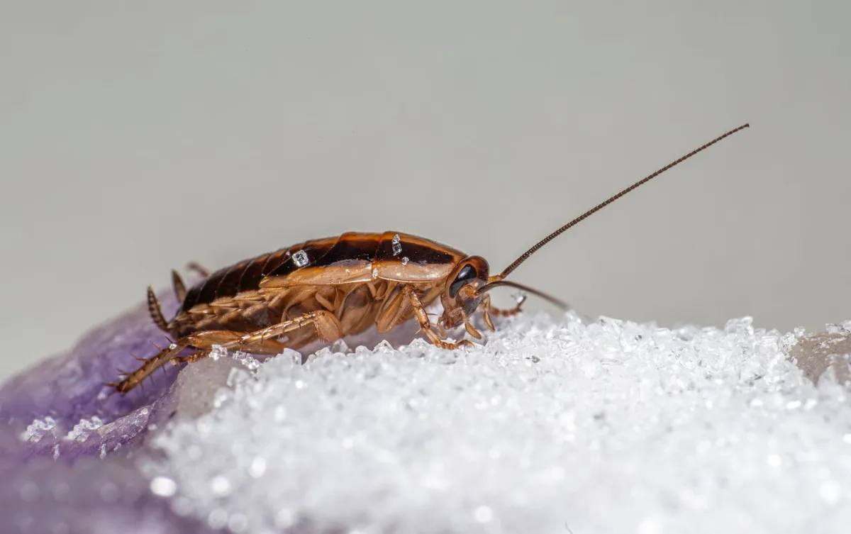 German cockroach identification