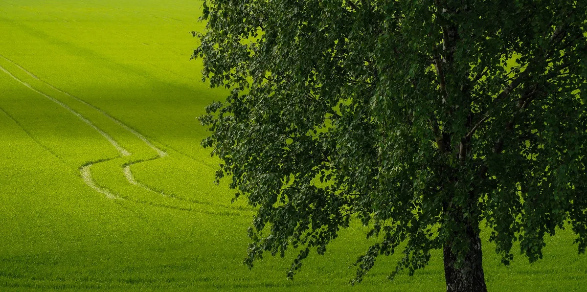 grass growth decision tree flowchart