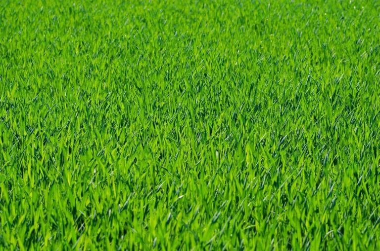 grass growth maintenance guide