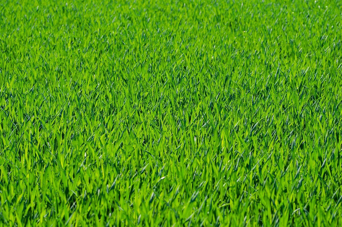 grass growth maintenance guide