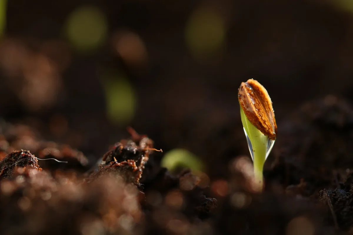 grass seed germination diagram