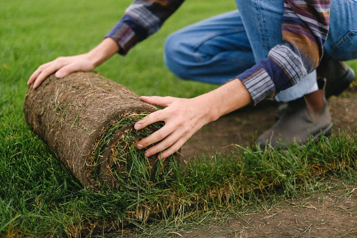 grass seed vs sod comparison