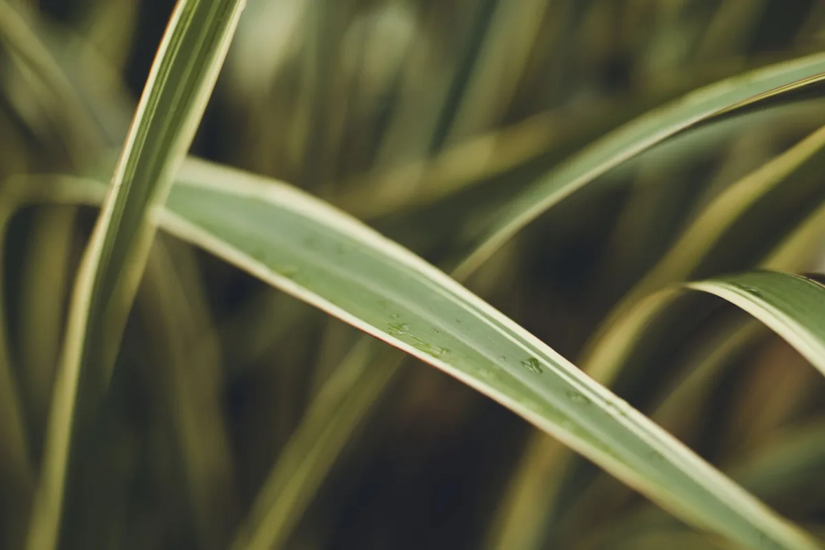 grass tip burn