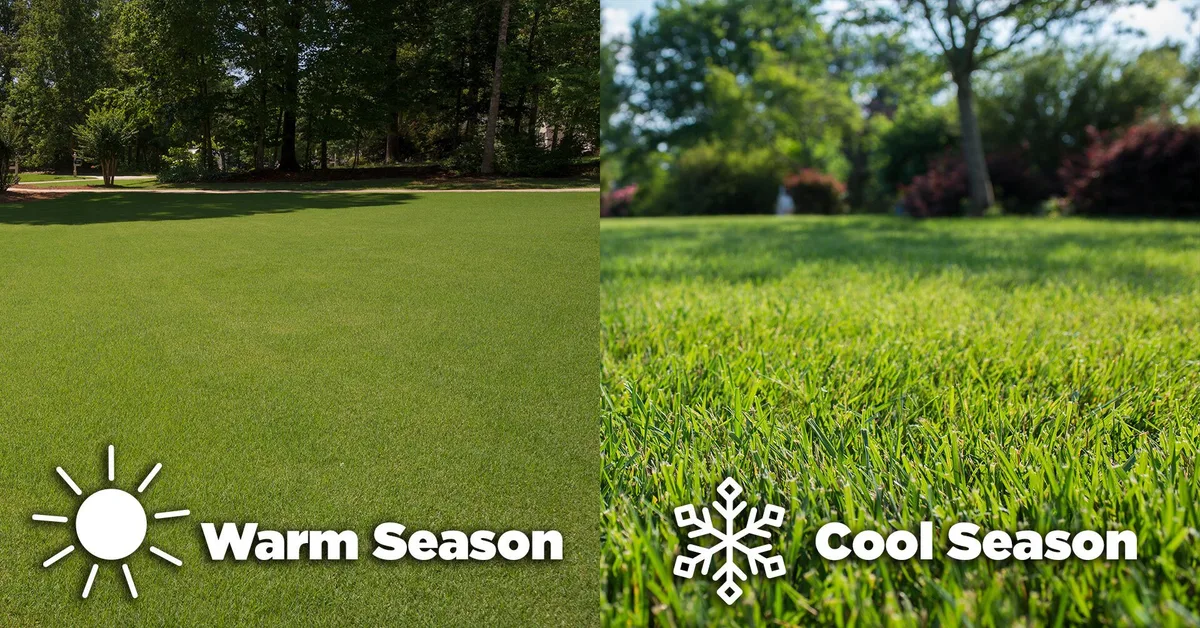 grass type identification