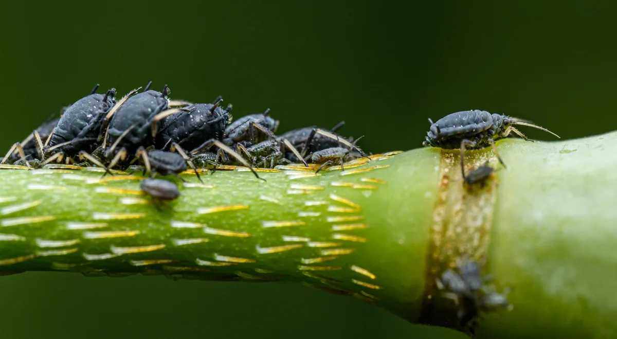 green peach aphid