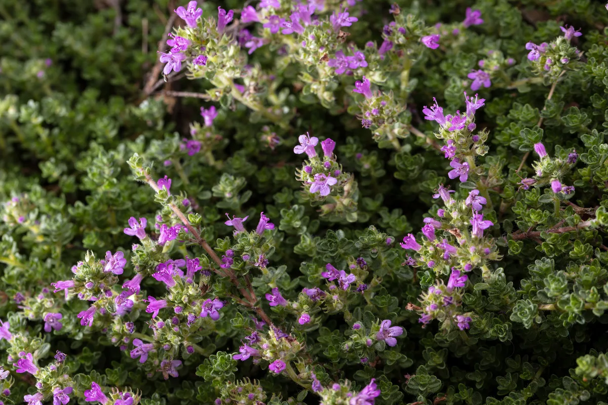 ground cover plants