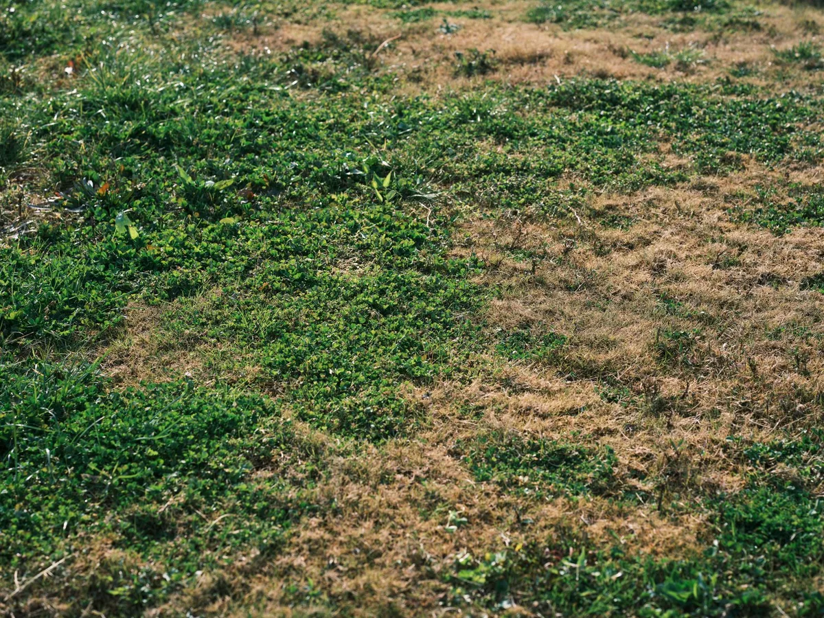 grub damaged lawn turf damage