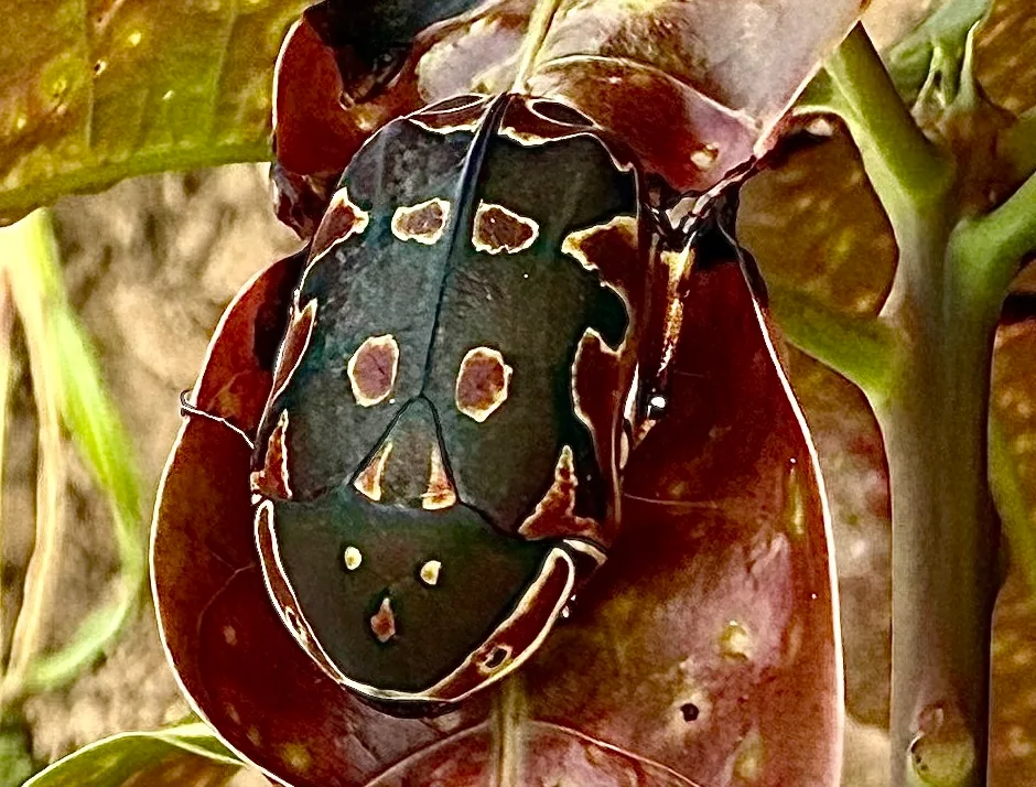 grub larva