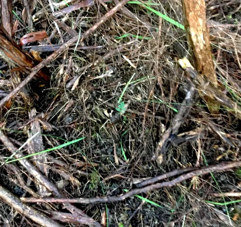 Grubs vs Chinch Bugs