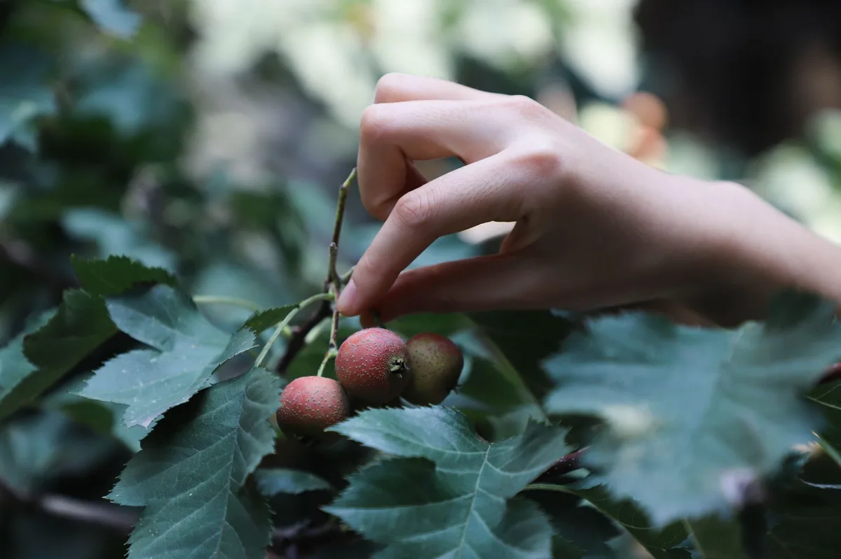 hand picking Japanese beetles