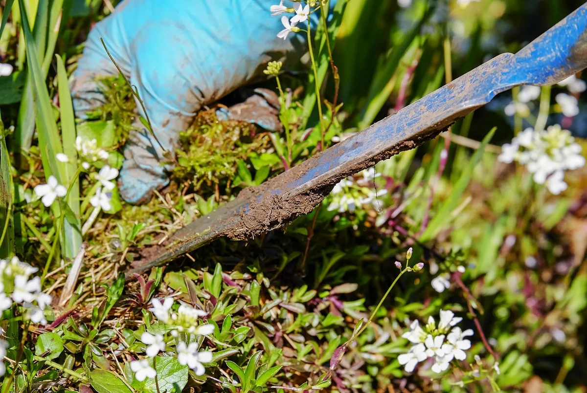 hand pulling dollarweed tool