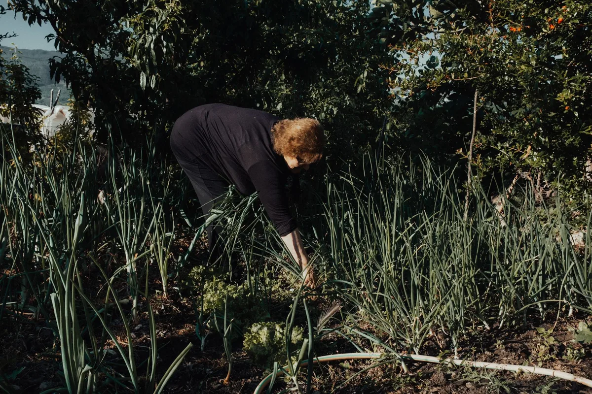 hand pulling weeds with bag