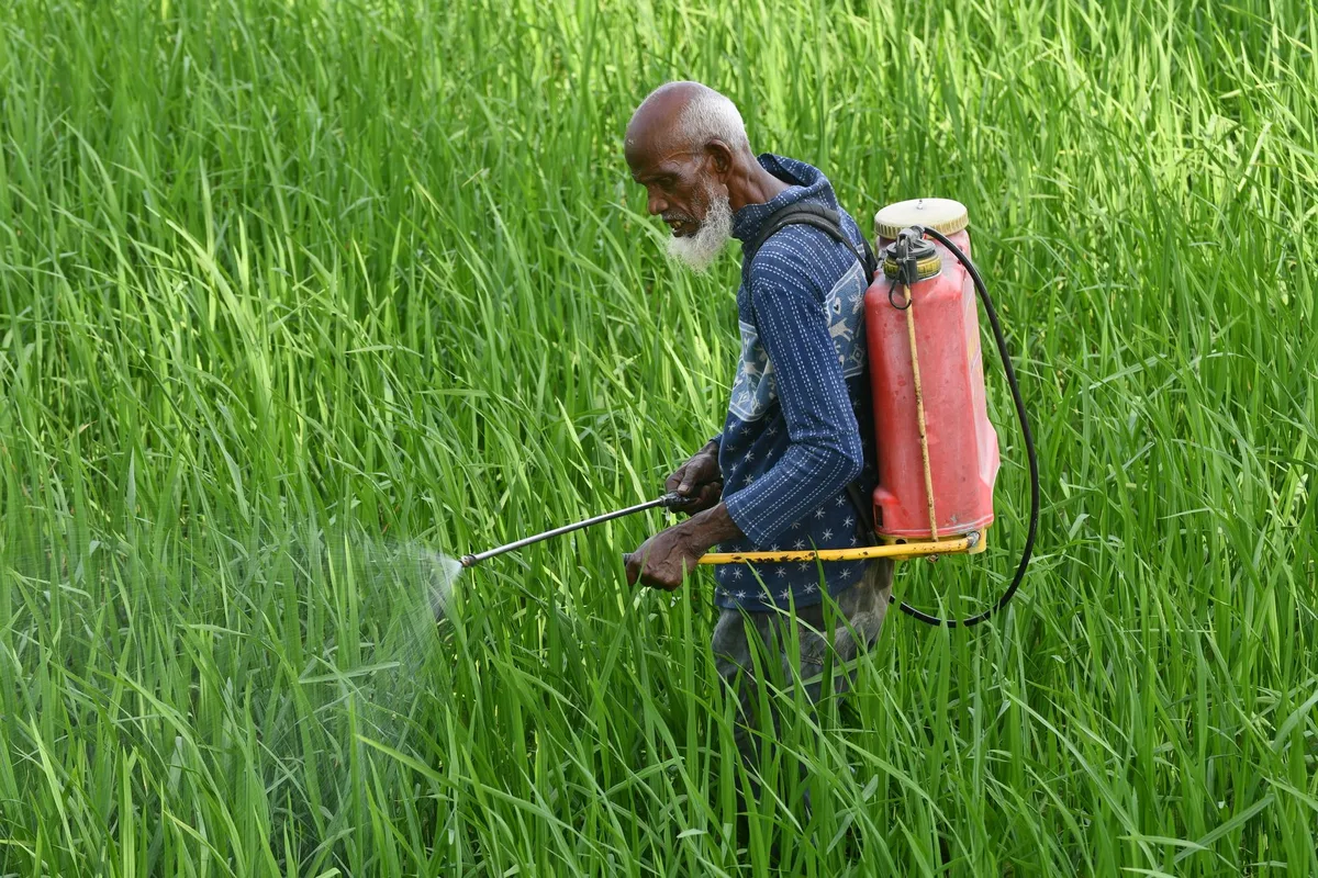 Hand spraying neem oil or baking soda mix on infected plant