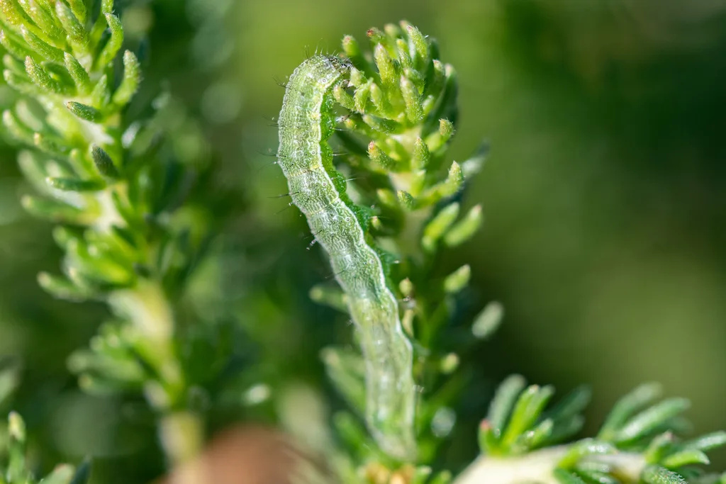 Helicoverpa armigera