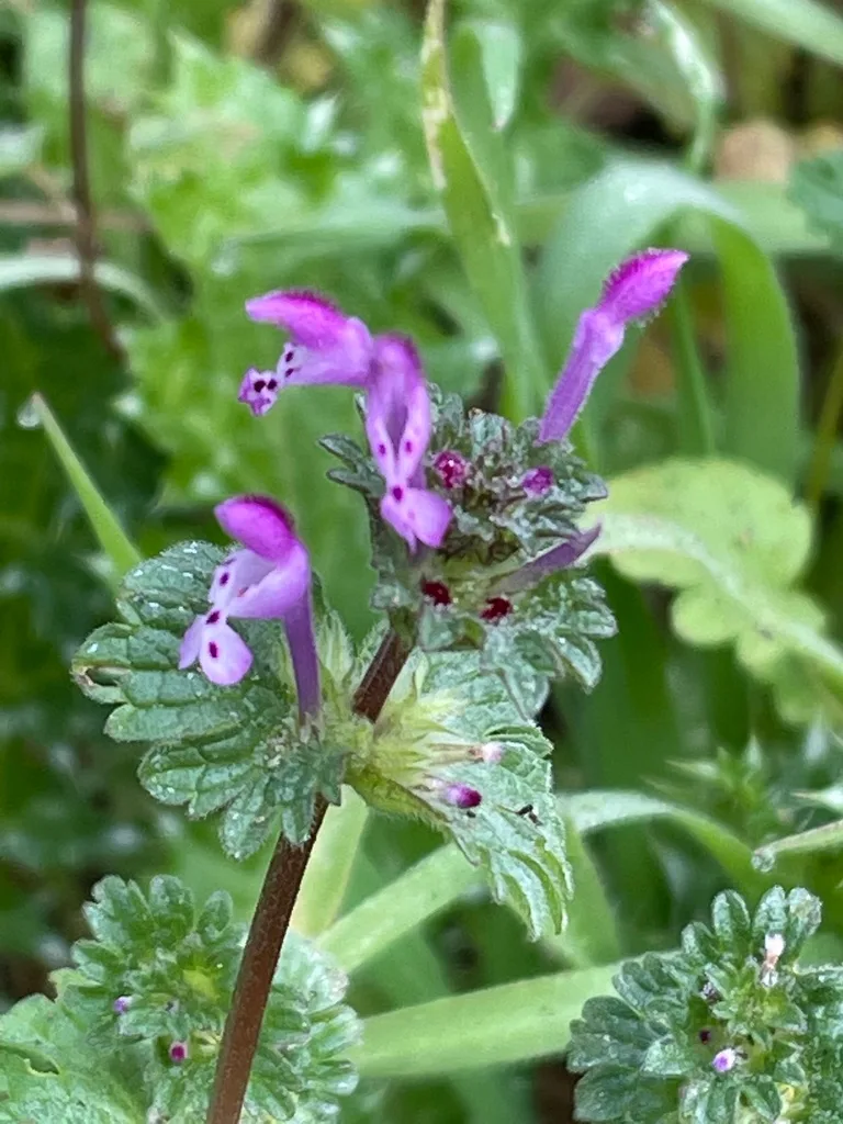 Henbit square stem vs leaf comparison