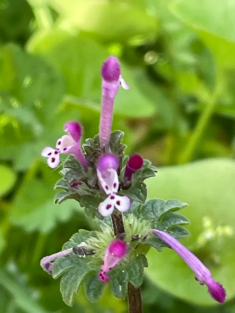 Henbit weed identification close up