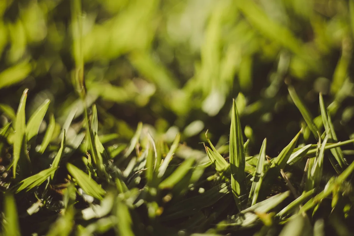 herbicide label turf tolerance