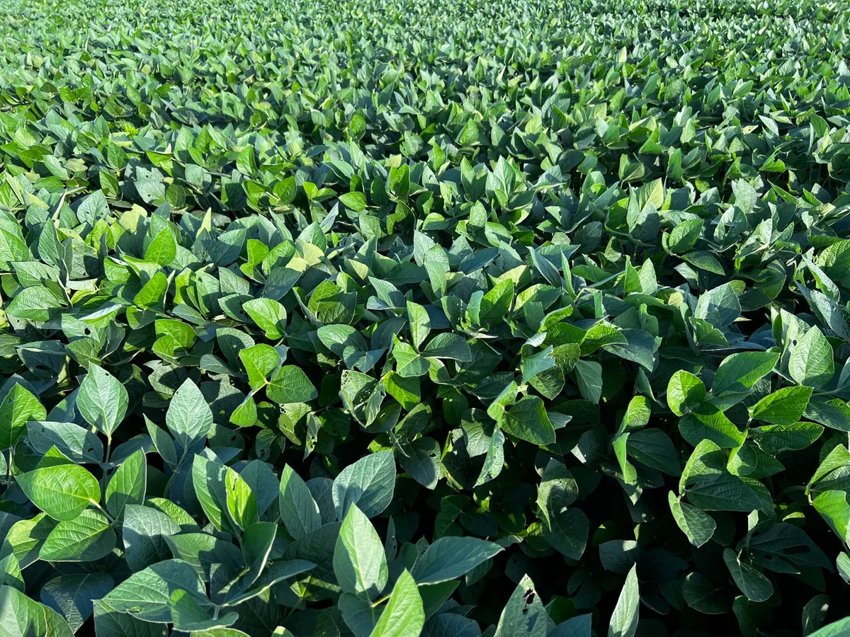 herbicide leaf injury symptoms close up