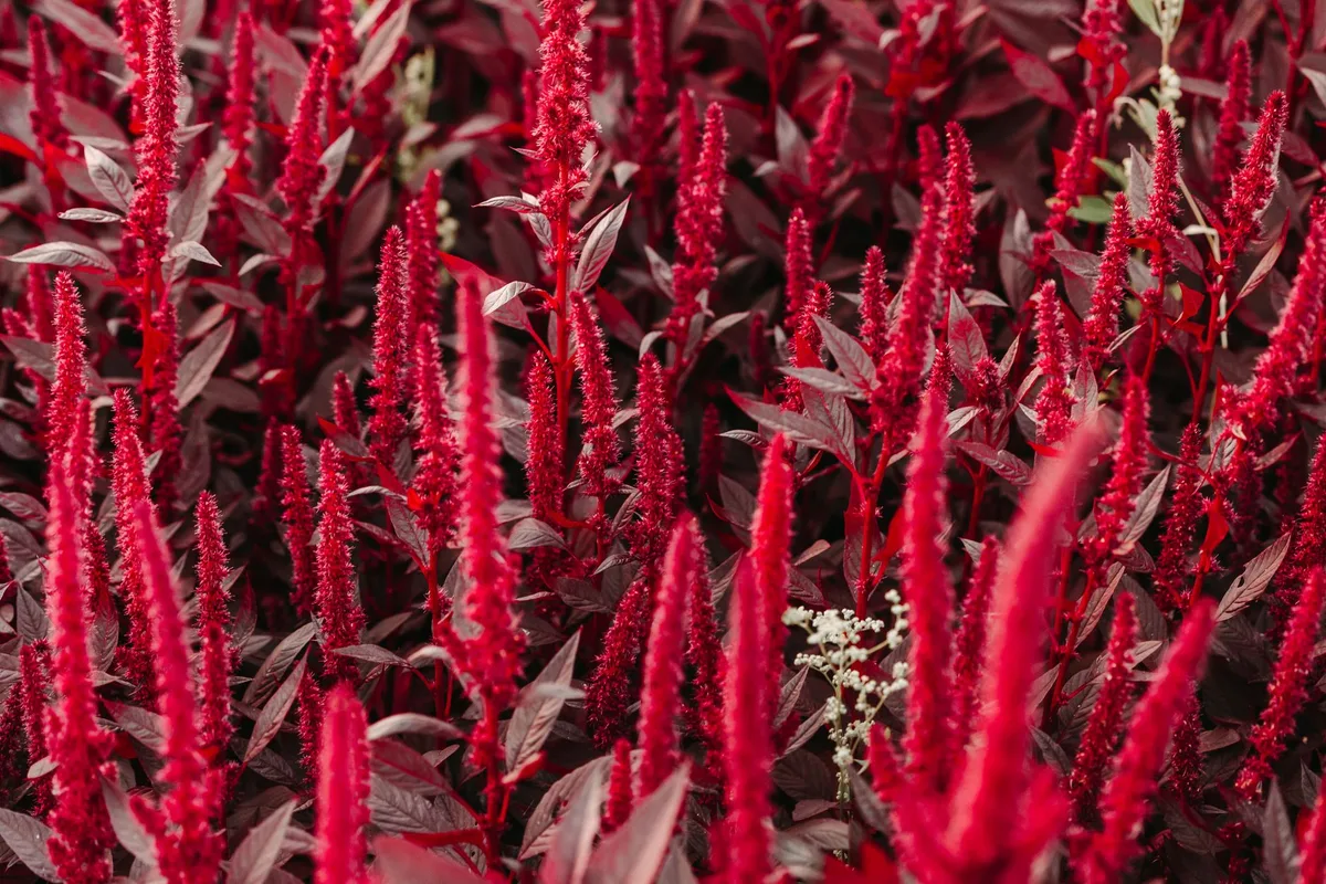 herbicide resistant Palmer amaranth