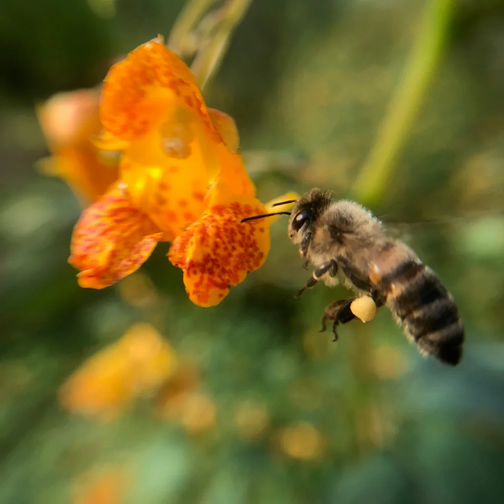 honey bee on flower pesticide spray warning