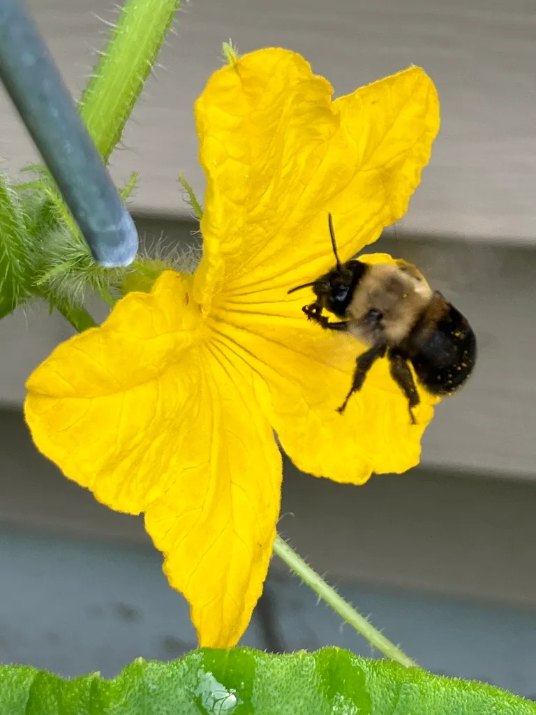 Honeybee on cucumber blossom