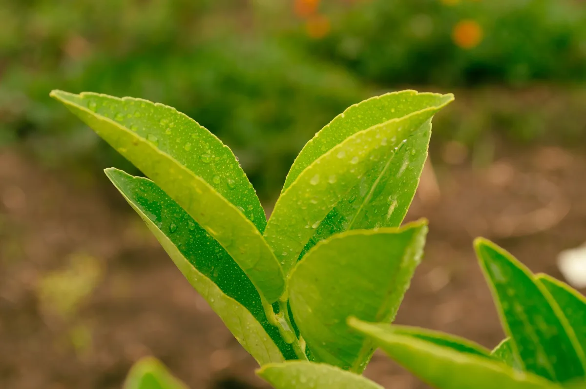 honeydew and sooty mold on leaves