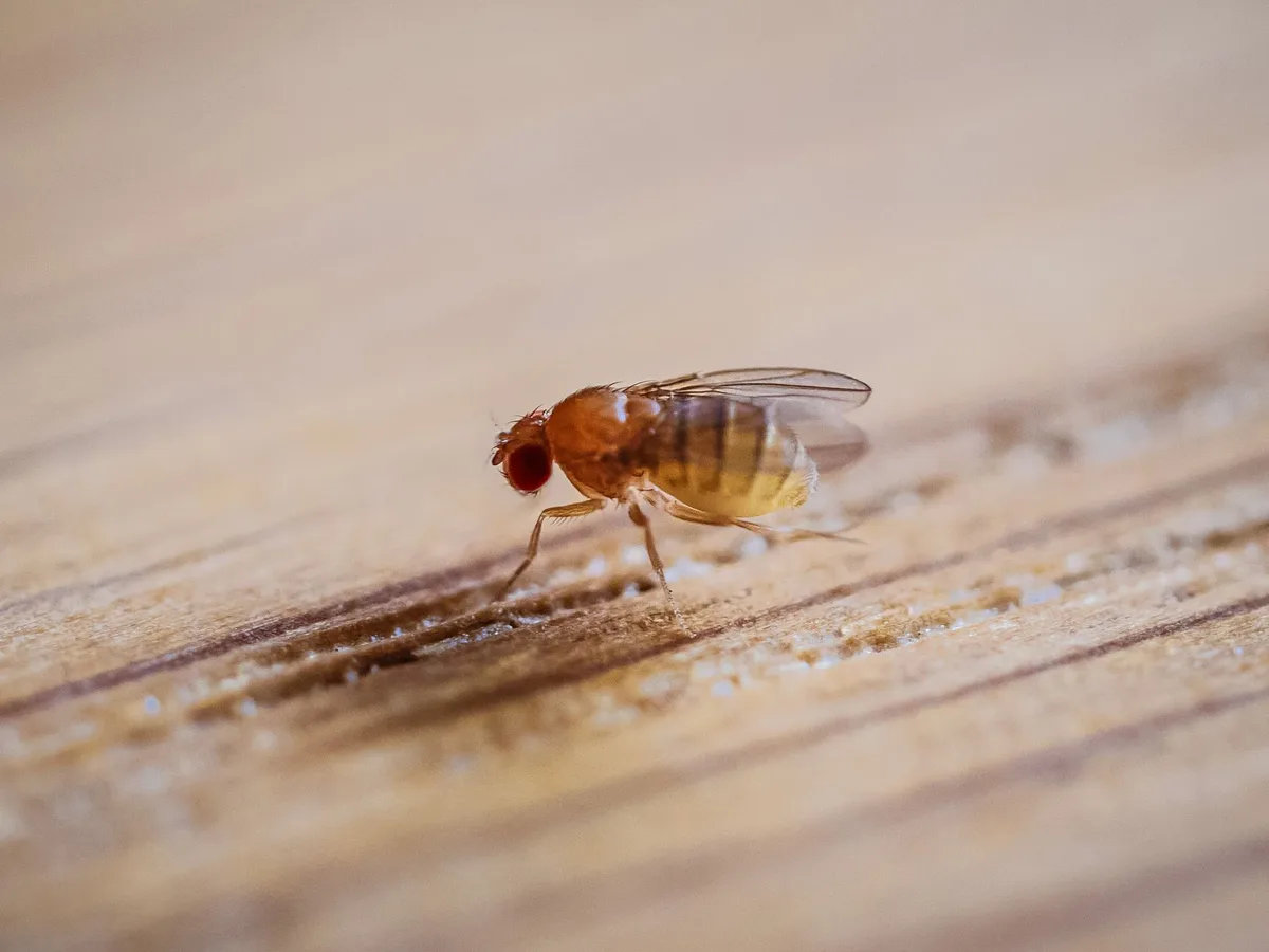 house fly identification