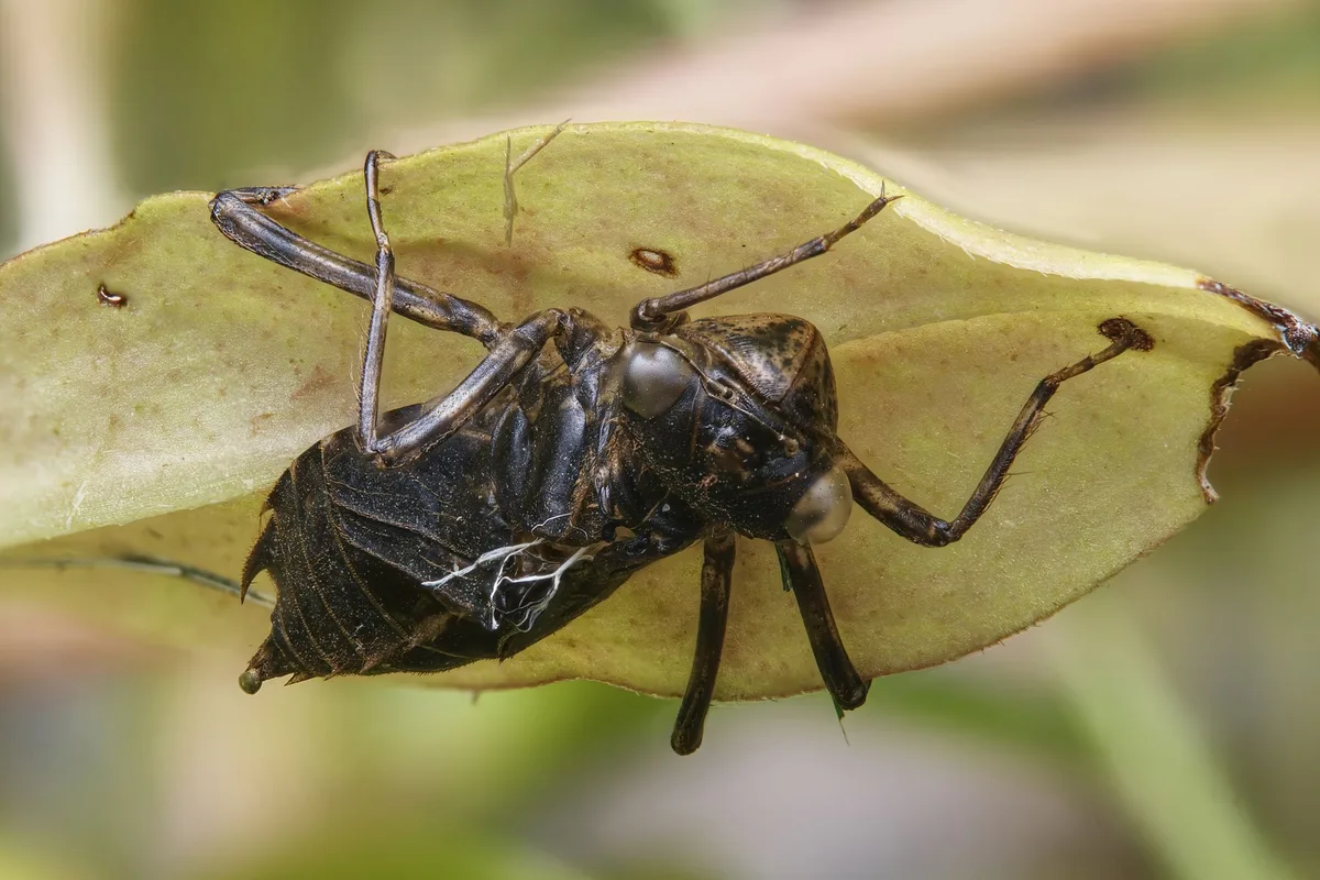 house fly larva development stages
