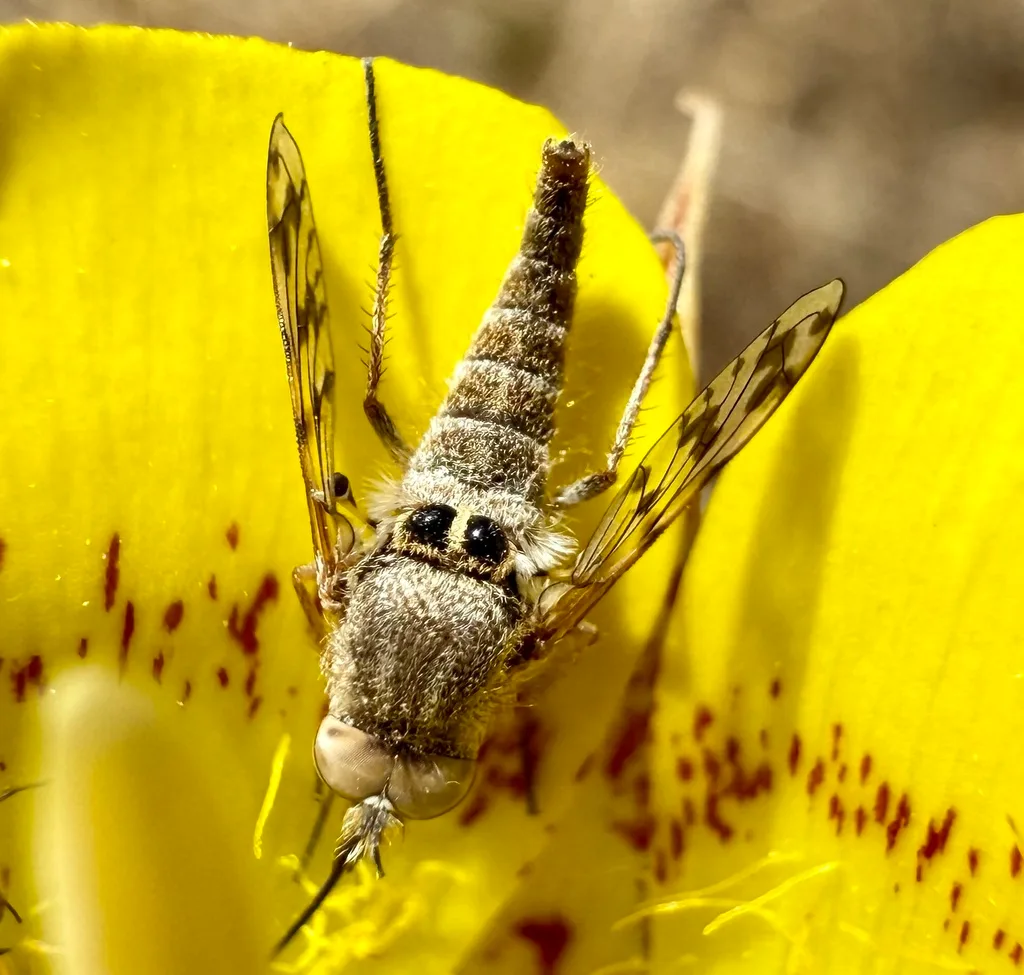 House Fly Life Cycle