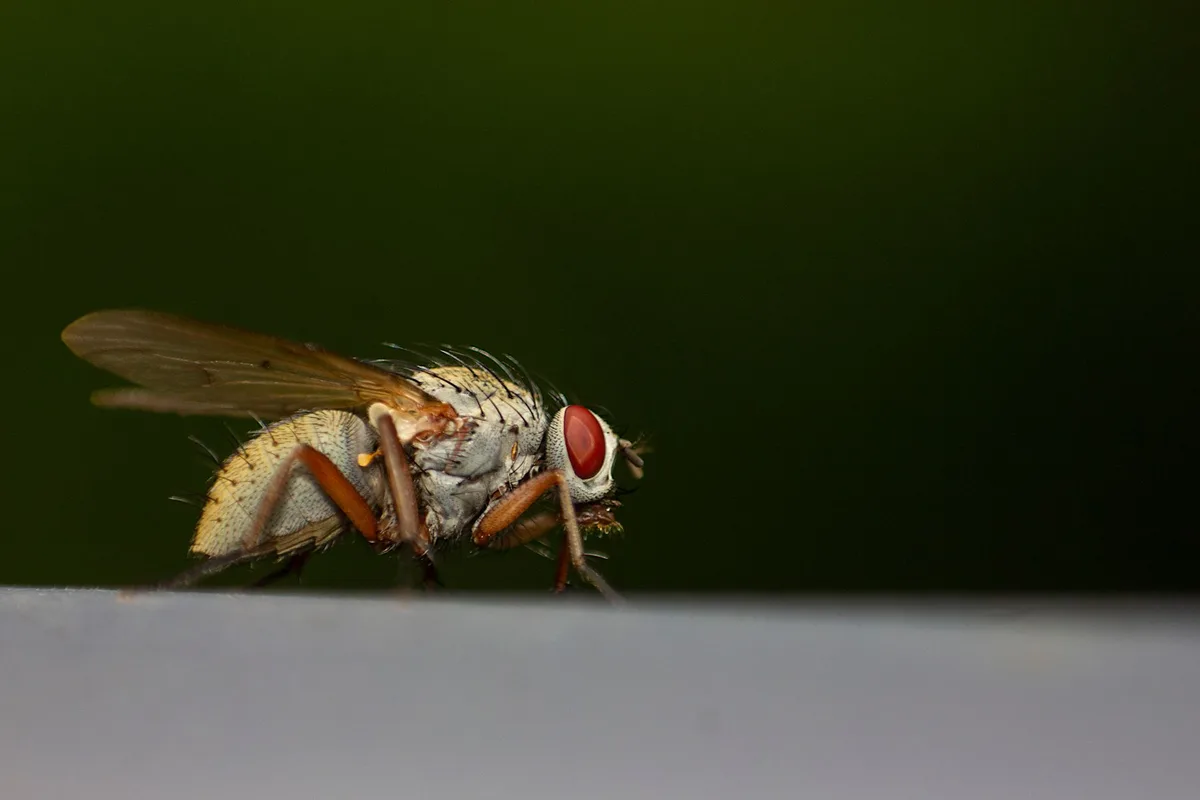 house fly mouthparts