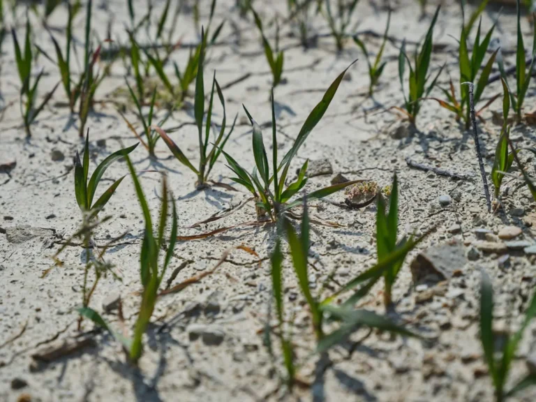 How Long Does Grass Seed Take to Germinate