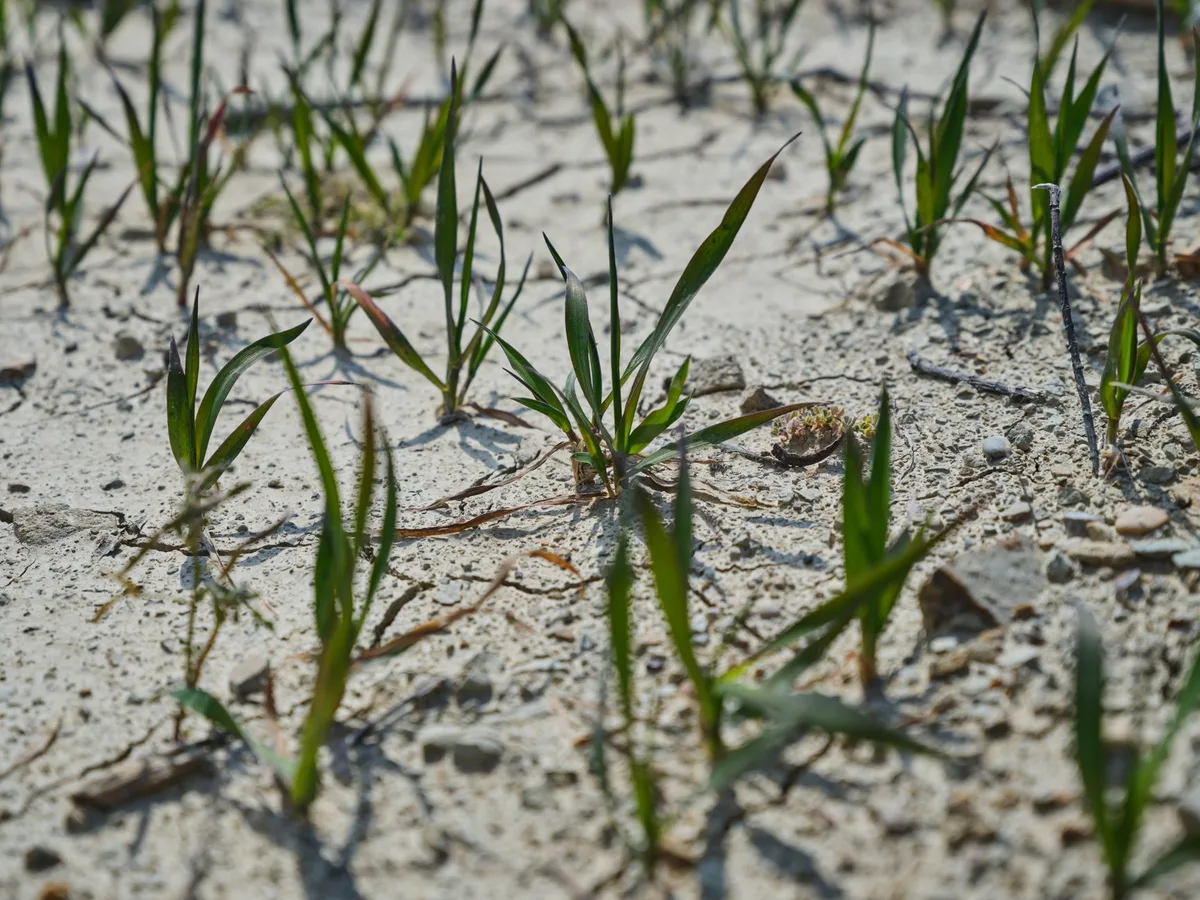 How Long Does Grass Seed Take to Germinate