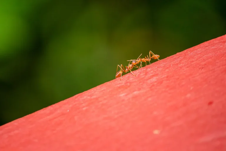 How to ant control