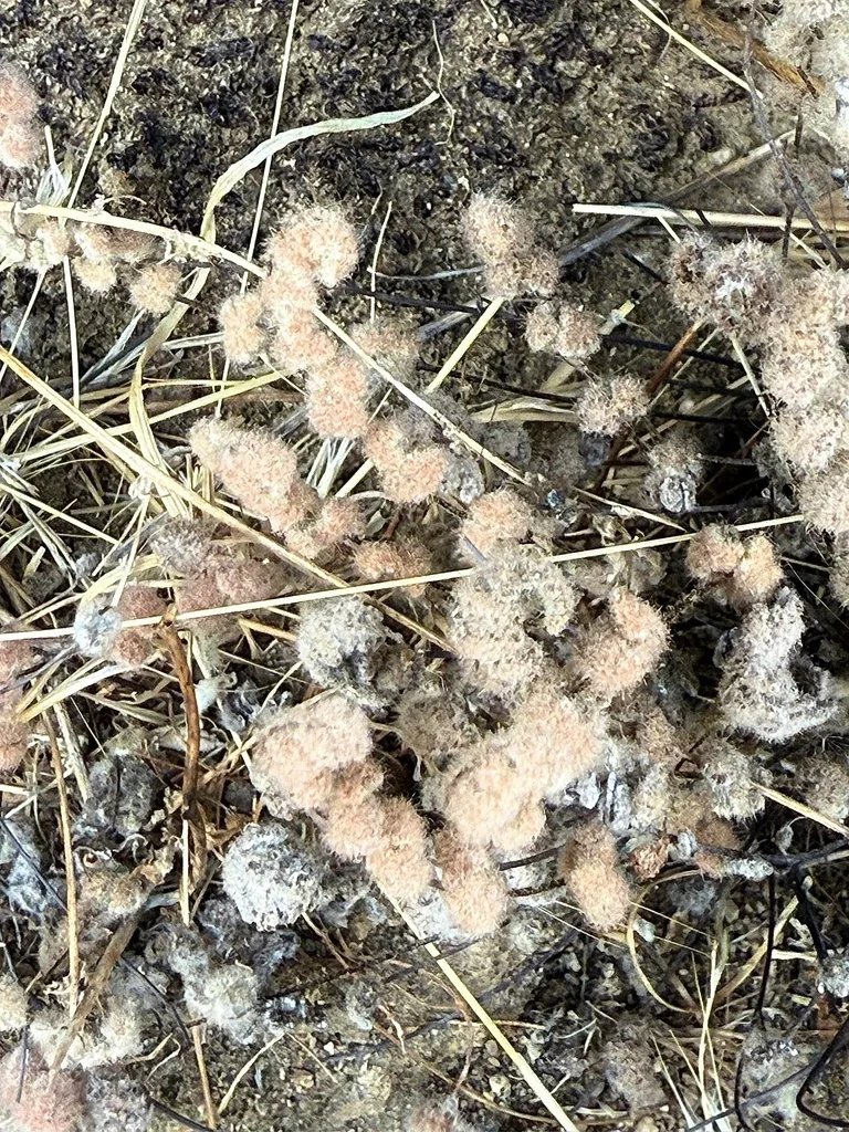 How to Apply Liquid Fertilizer