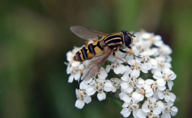 How to Attract Beneficial Insects
