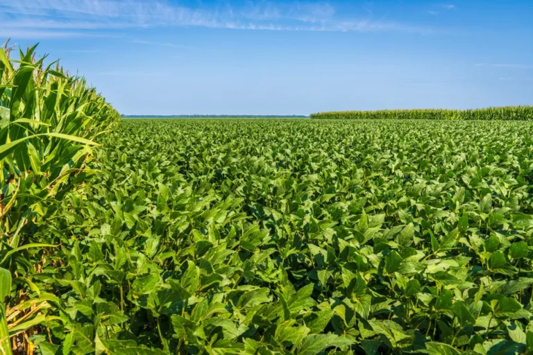 How to Avoid Herbicide Drift