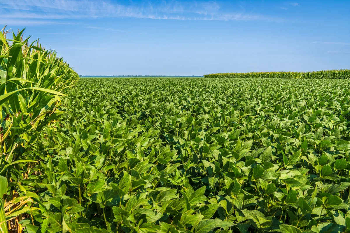 How to Avoid Herbicide Drift