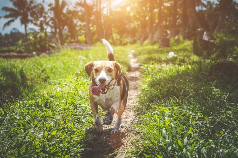 How to Build a Year Round Lawn Care Plan