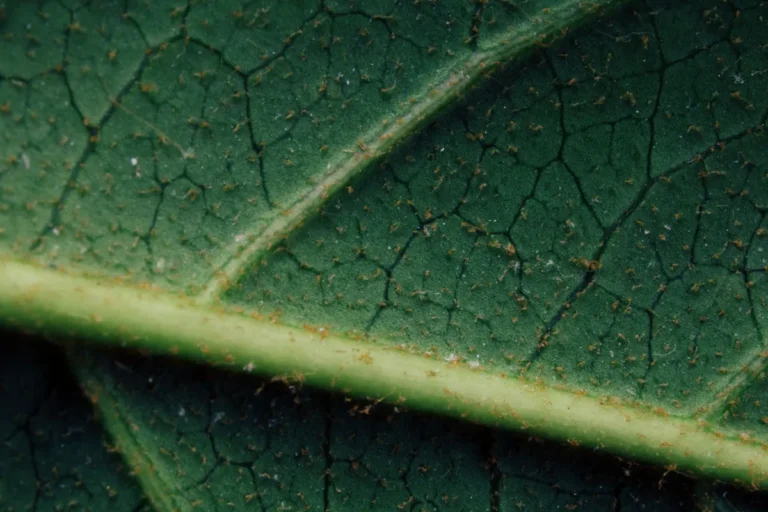 How to Control Whiteflies Organically