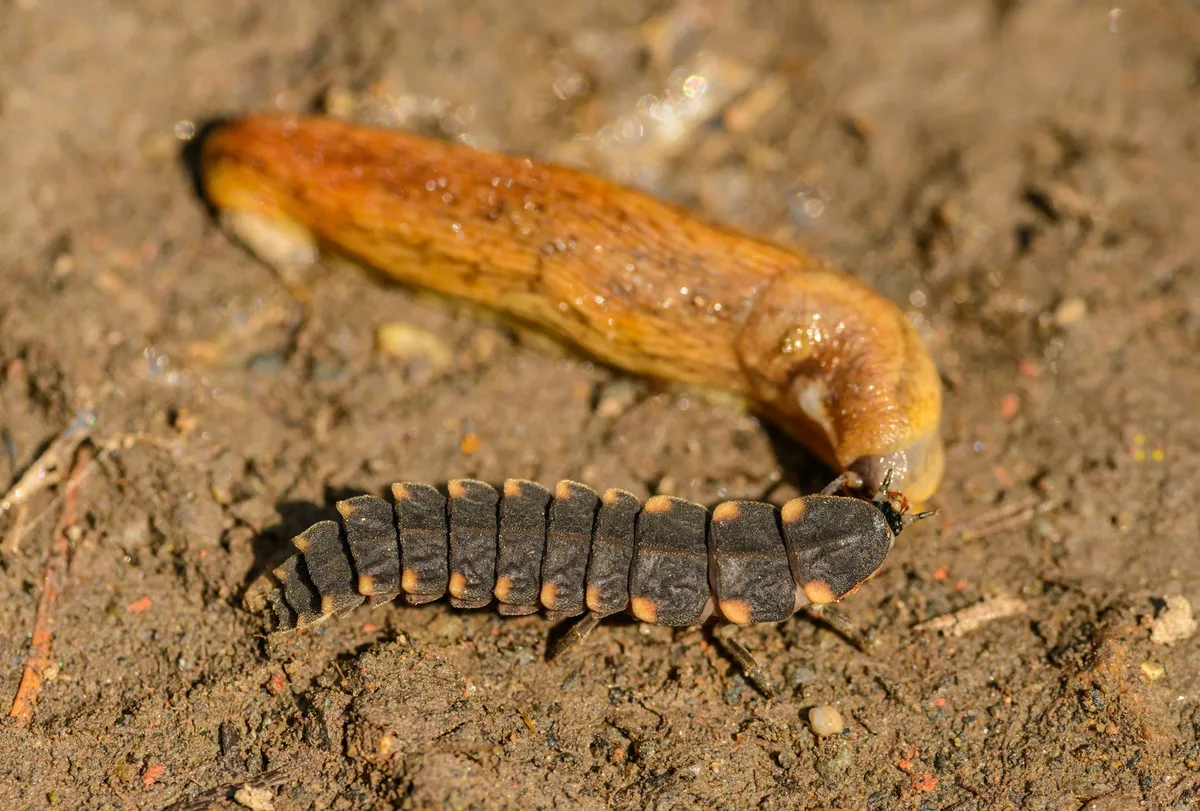 How to Eliminate Fungus Gnat Larvae