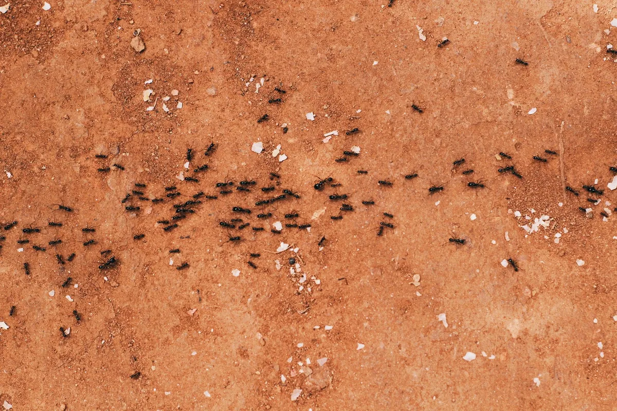 How to fix ant control