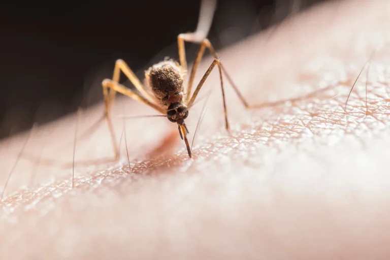 How to fix mosquito control