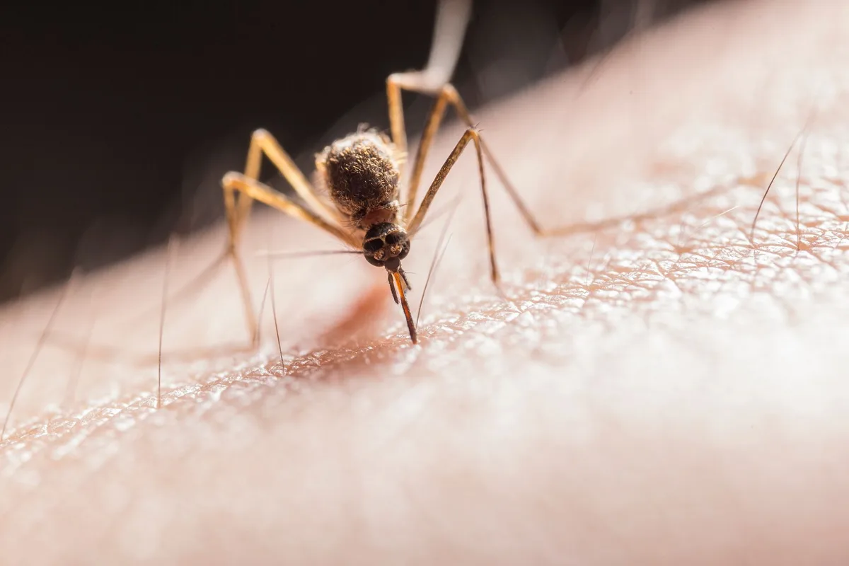How to fix mosquito control