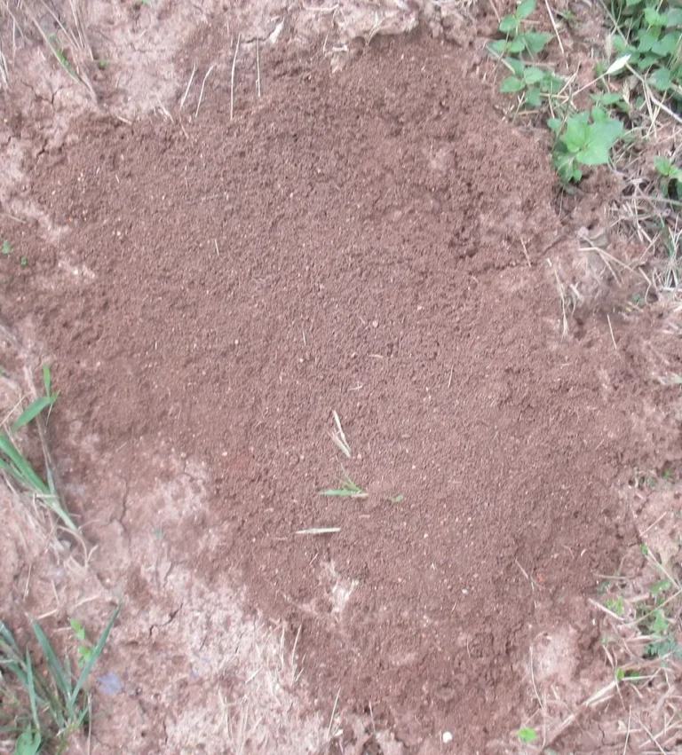 How to Get Rid of Ants in the Yard